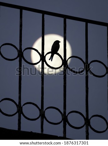 sparrow moon silhouette. full moon and sparrow. frame for your walls.