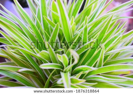Chlorophytum elatum plant close up Royalty-Free Stock Photo #1876318864