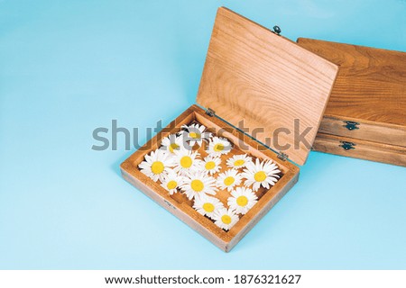 Wooden gift boxes with fresh camomiles on blue background. Craft boxes for keeping pictures, top view, flat lay. Valentine's day gift concept.