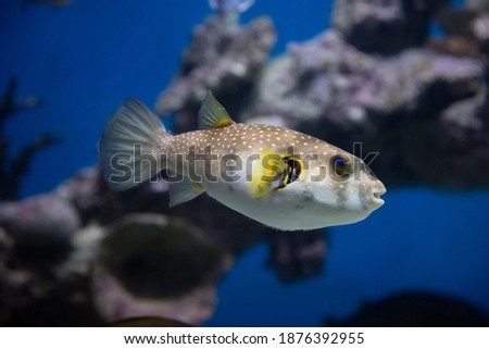 spotted puffer fish in an aquarium underwater Royalty-Free Stock Photo #1876392955