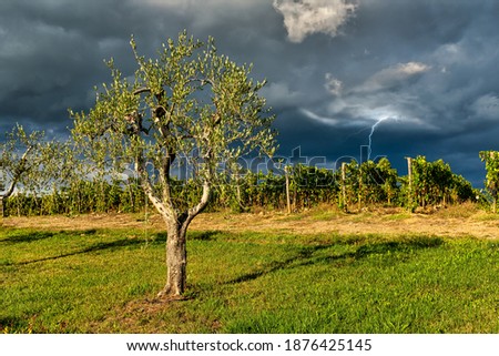 Stormy sky with lighting striking in Tuscany Italy vineyard field. Panoramic. 