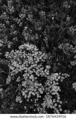 White wildflowers in a meadow. Black and white photo
