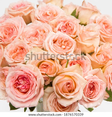 Rose White Pink O'hara. Pink rose backround. Square forman