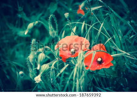Two red poppies and wild flowers. Aged background. Selective focus. Retro style greeting card.