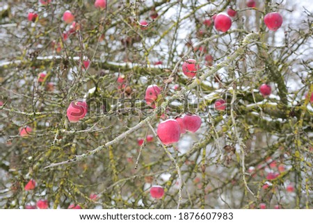 In autumn many red apples hang from a bare apple tree against a white background