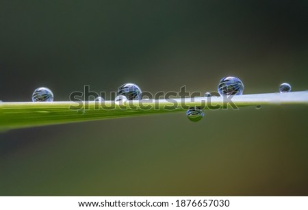 A closeup shot of dew on a leaf on a blurred background