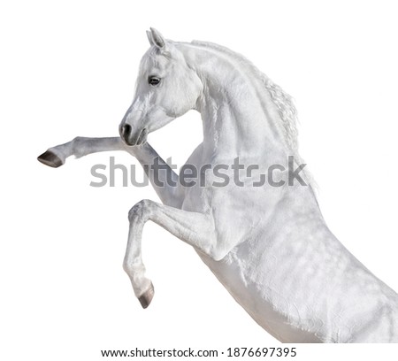 White Arabian horse rearing up. Isolated on white background. 