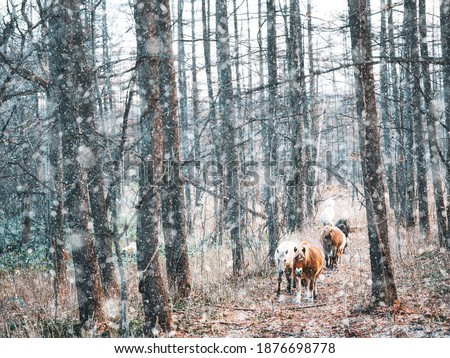 horse in winter forest hokkaido