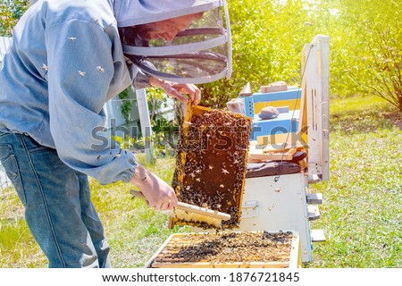 beekeeper swipes bees from frame, uniting bee family and puts frame with queen cells in apiary. Beekeeper grey protective suit costume checks beehives with bees, caring for frames. Soft fo