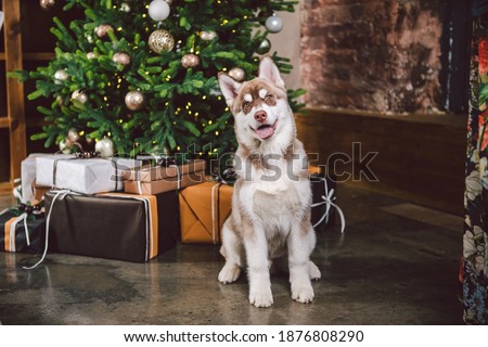 Dog wolf breed husky white-brown color sits near christmas tree. Pet poses near fir tree of decorated New Years house in living room at evening. Siberian husky on Christmas eve concept.