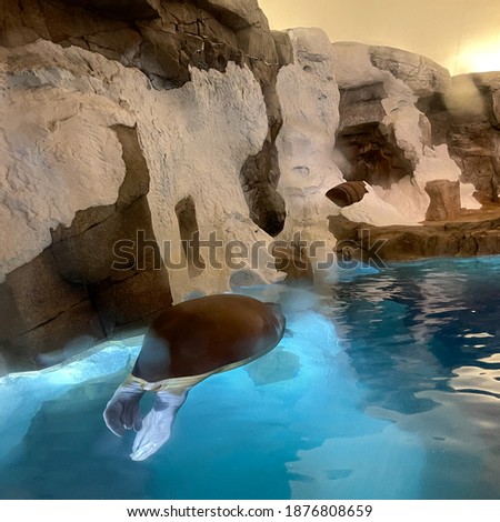 A walrus sleeping in his aquarium enclosure at a zoo.