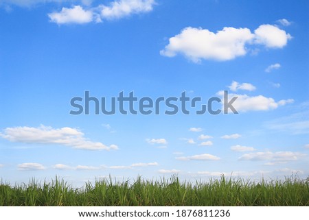 Picture of the beautiful sky and some clouds  The bottom has green leaves of sugar cane as a component.