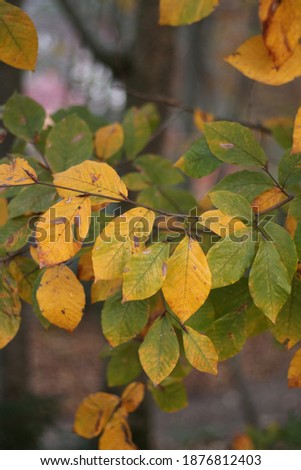 green and yellow leaves standing on the branch in the forest