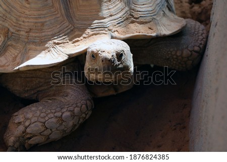 turtle background tortoise wild life