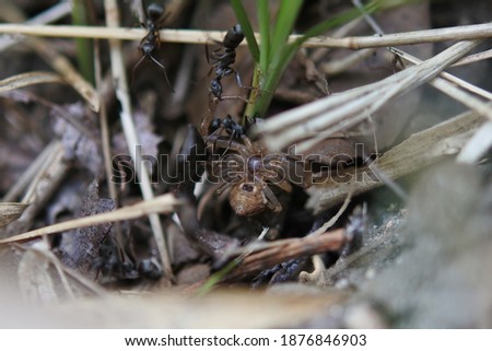 Ants are at work on a spider, pulling a spider to the nest.