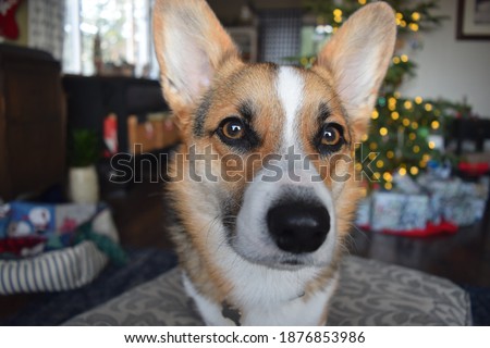 beautiful picture of a corgi's lovely brown eyes