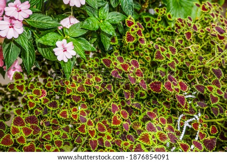 Summer flowers ground cover bright healthy porch plants. Garden background with water features decorative container plants. Combinations of different types of ornamental garden plants. 