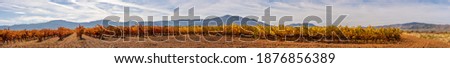 Panorama of vineyards in autumn with intense colors in the vines, orange, red, brown, yellow, green.