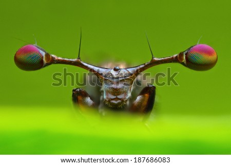 

front view extreme magnified details of stalk eyed fly in nature green leaf background in nature Royalty-Free Stock Photo #187686083