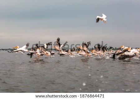 Flying Dalmatian pelicans in the Danube Delta, Romania