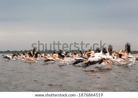 Flying Dalmatian pelicans in the Danube Delta, Romania