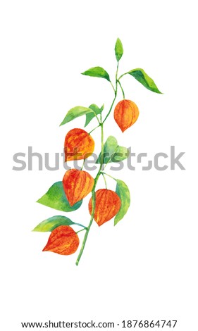 Watercolor branch with physalis berries isolated on white background. Clipart is suitable for postcards, greetings, invitations, prints. Drawn by hand.