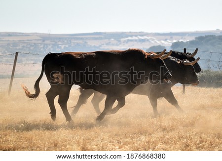Spanish fighting bull with big horns