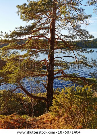 A vertical shot of the plants and a tree grown on the edge of the Farris Lake, Larvik, Norway