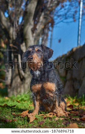 A vertical shot of an adorable wire-haired dachshund at a park