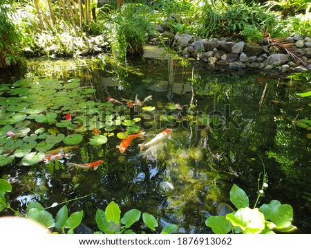 Selective focus of koi fish or brocaded carp, are colored varieties of the Amur carp (Cyprinus rubrofuscus) that are kept for decorative purposes in outdoor koi ponds or water gardens.
