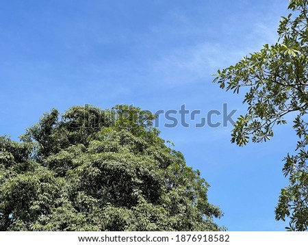 Green trees with clear sky background