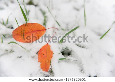 Red autumn leaves lie on the snow. Selective focus on the sheet at the top left of the picture. A photo with a shallow depth of field.