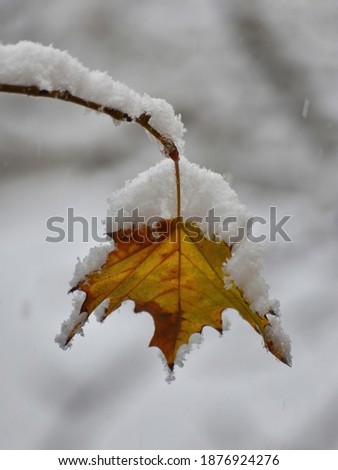 Weathered yellow leaf on the tree branch covered with snow