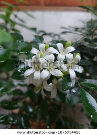 The blurry image of Murraya paniculata, a picture taken after the rain subsides, commonly called jasmine orange, is a kind of shrub or small tree in the Rutaceae family. The flowers are white fragrant