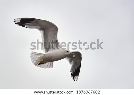A seagull hovering in the air