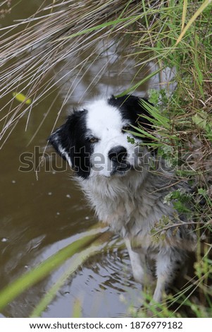 White and black dog in the water looking at the camera.