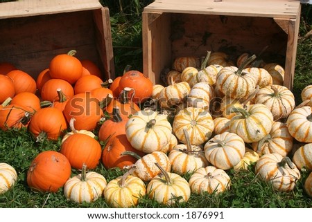 A group of small, striped white and orange gourds and pumpkins with wooden crates in the background