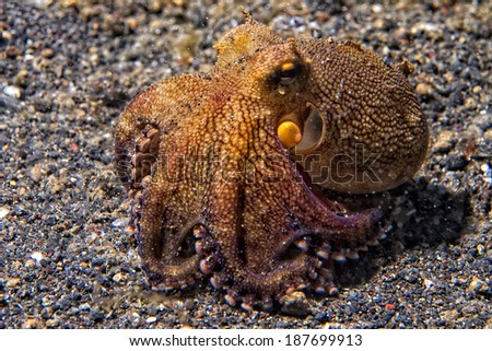 coconut octopus on sand background while diving in Indonesia