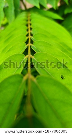 backgroud image with green leaves texture  pattern