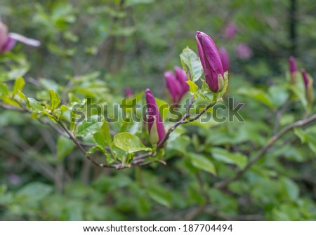 Purple colored buds and flowers of a Magnolia tree in the spring season.