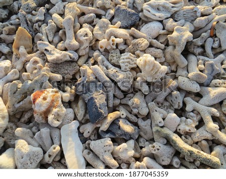 A bed of shells on the sand at Kelan Beach.