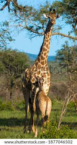 Rothschild Giraffe with calf in natural habitat stands in the savannah