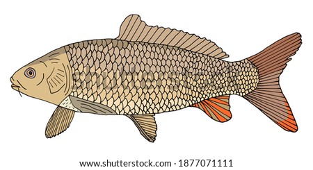 River fish carp with scales hand drawn. Beautiful color fish isolated on white background. Vector illustration.