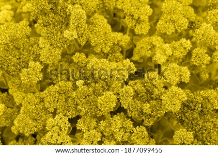 background of yellow blooming flowers. Sedum telephium. toned in illuminating and ultimate gray, trend color of the year 2021