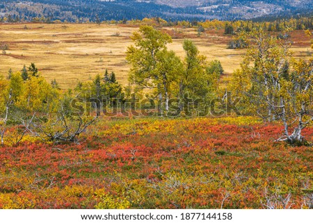 Vibrant autumn colors up in the mountains. 
