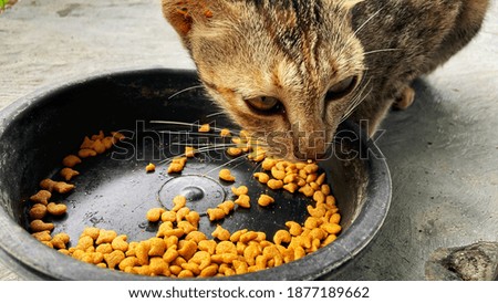 A cat is eating snacks in a black bowl