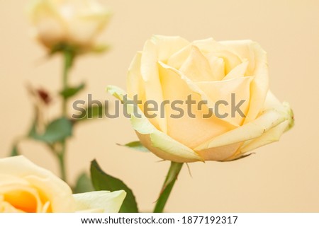 Close-up view of a bud of a yellow rose with the blurred background. Shallow depth of field.
