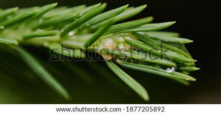 Close-up of a spruce branch with light green needles