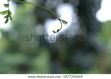 a background pic of sprout leaves of creeper Bokeh