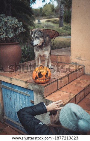 Young beautiful woman taking picture with her phone of a dog and a Halloween rotten pumpkin with spooky scary face outdoor in autumn. 